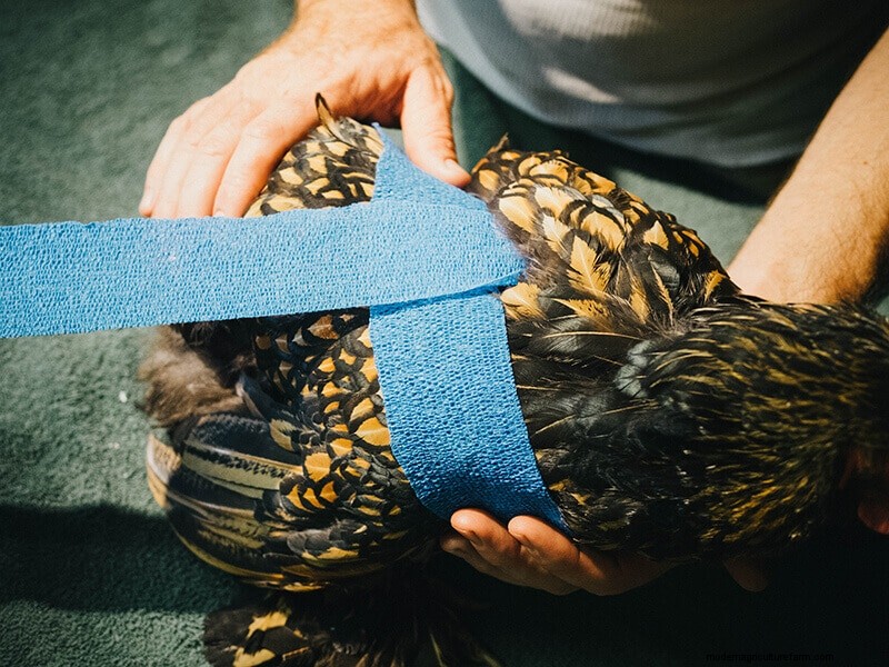 Chicken Wing Injury: First Aid and Recovery Guide