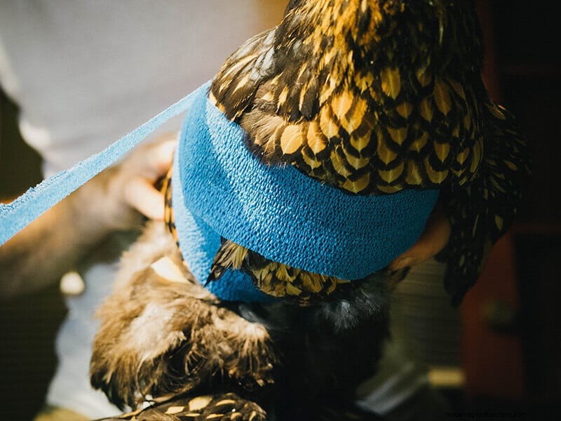 Chicken Wing Injury: First Aid and Recovery Guide