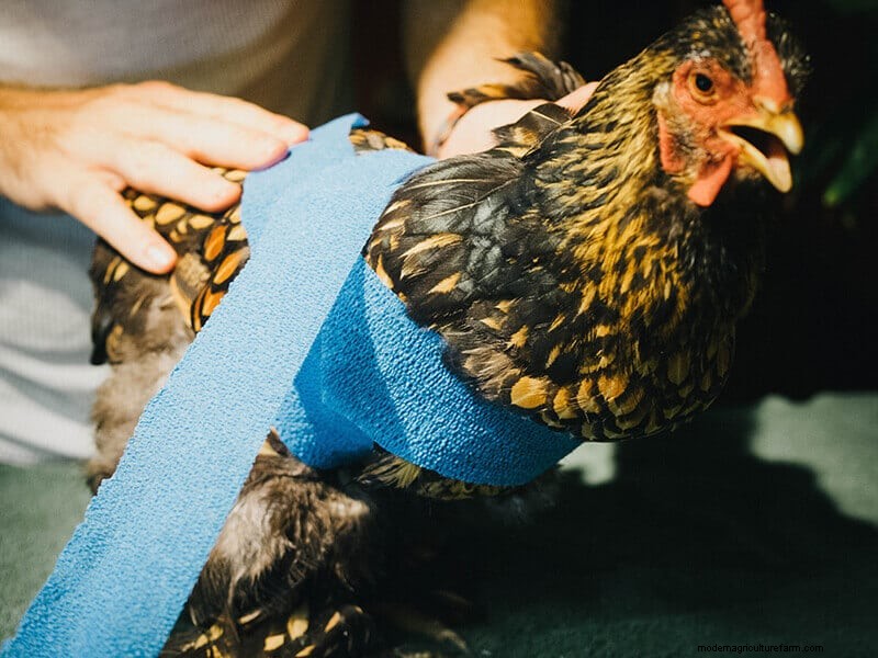 Chicken Wing Injury: First Aid and Recovery Guide