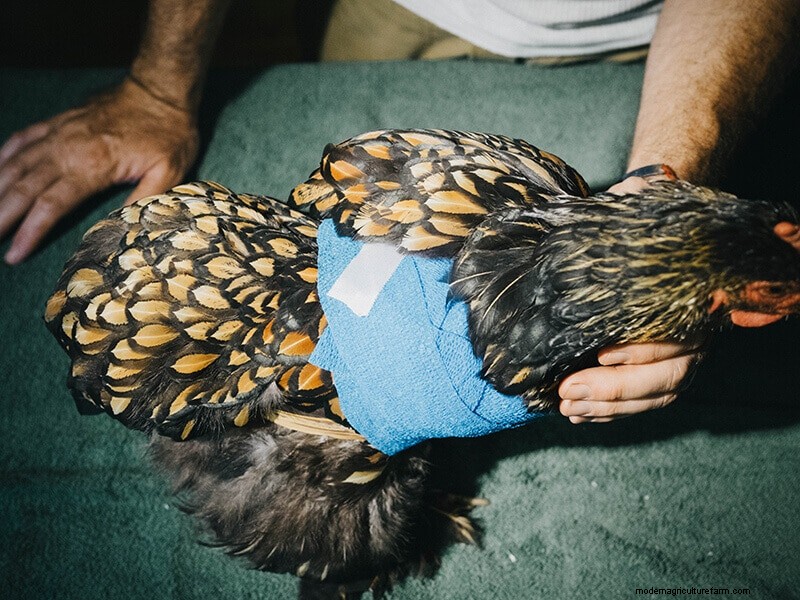 Chicken Wing Injury: First Aid and Recovery Guide