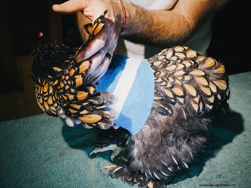 Chicken Wing Injury: First Aid and Recovery Guide