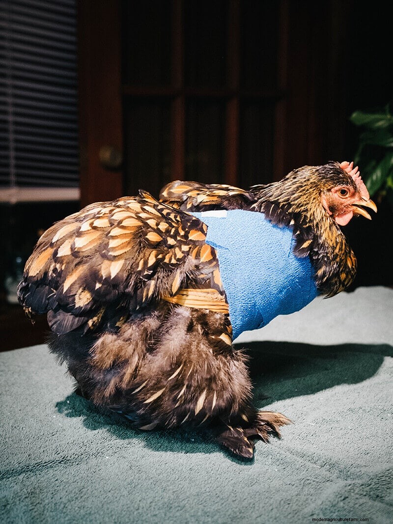 Chicken Wing Injury: First Aid and Recovery Guide