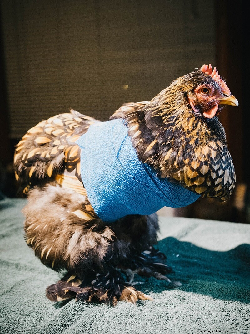 Chicken Wing Injury: First Aid and Recovery Guide