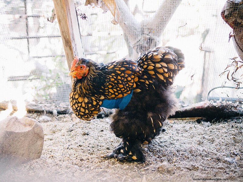 Chicken Wing Injury: First Aid and Recovery Guide
