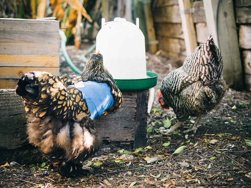 Chicken Wing Injury: First Aid and Recovery Guide