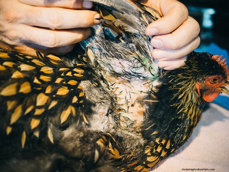 Chicken Wing Injury: First Aid and Recovery Guide