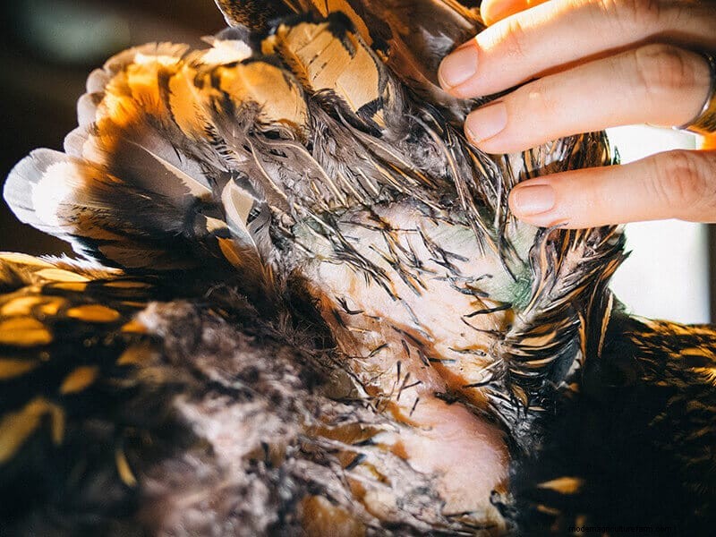 Chicken Wing Injury: First Aid and Recovery Guide
