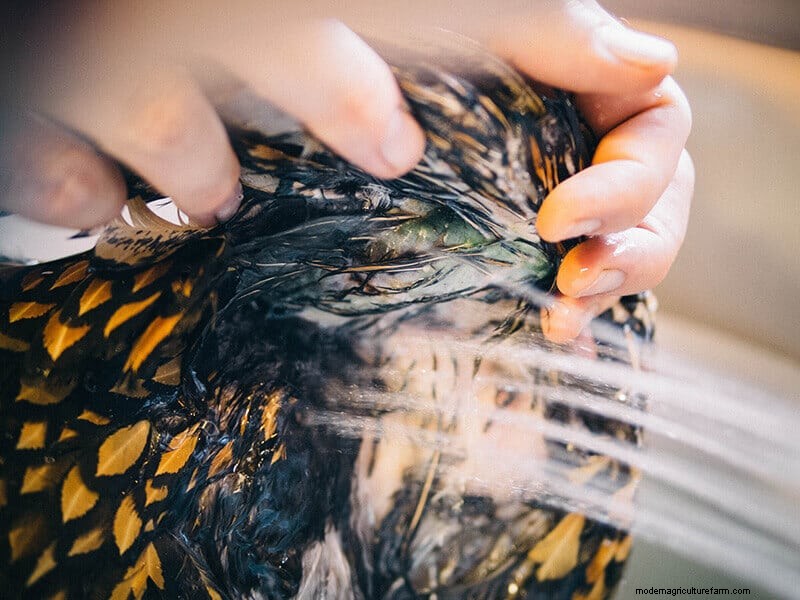 Chicken Wing Injury: First Aid and Recovery Guide