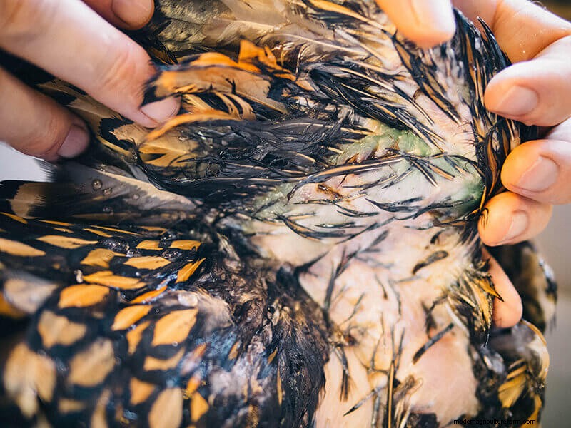 Chicken Wing Injury: First Aid and Recovery Guide