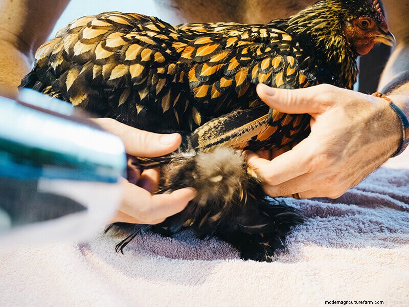 Chicken Wing Injury: First Aid and Recovery Guide