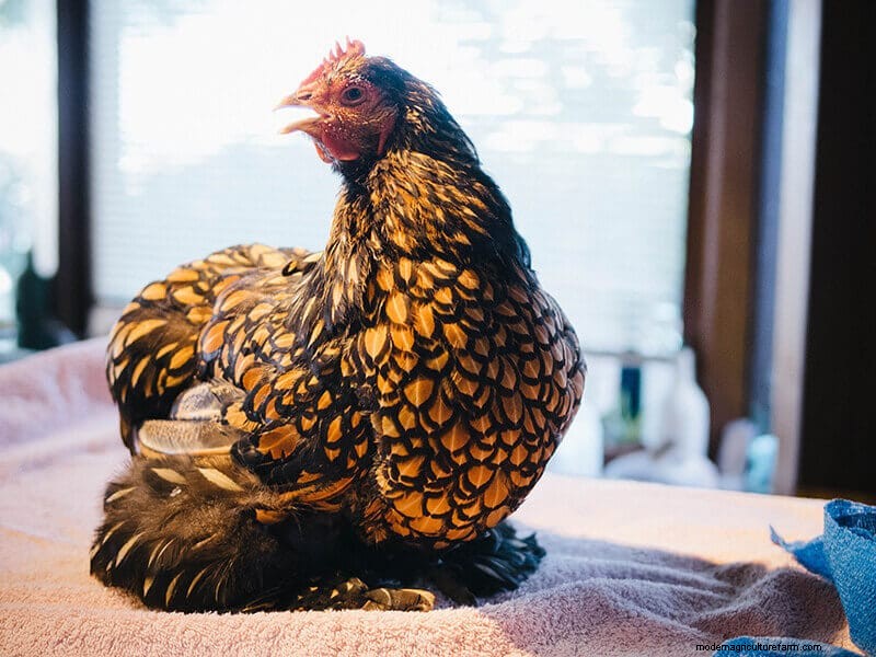 Chicken Wing Injury: First Aid and Recovery Guide