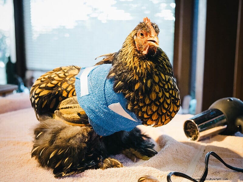 Chicken Wing Injury: First Aid and Recovery Guide