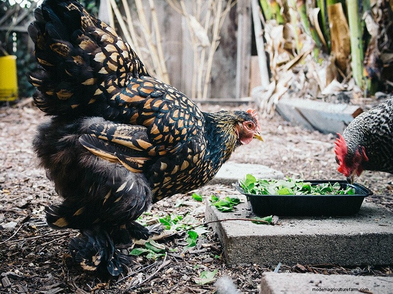 Chicken Wing Injury: First Aid and Recovery Guide