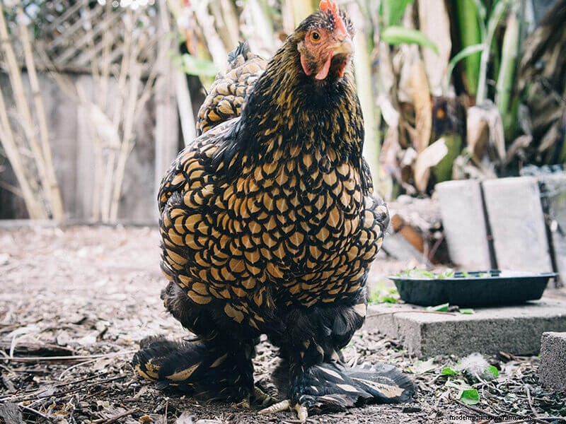 Chicken Wing Injury: First Aid and Recovery Guide
