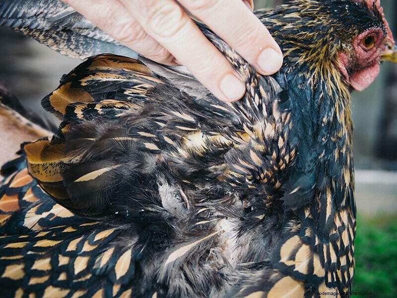 Chicken Wing Injury: First Aid and Recovery Guide
