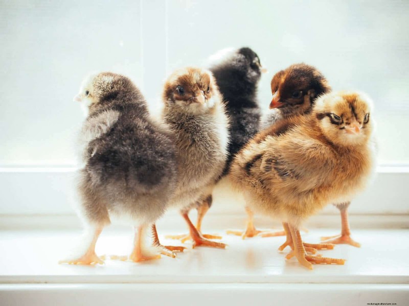 Chicken Feed Protein Calculator - Optimize Nutrition for Your Flock