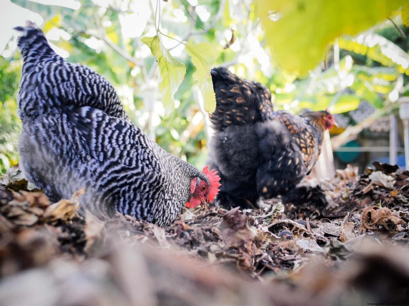 Chicken Feed Protein Calculator - Optimize Nutrition for Your Flock