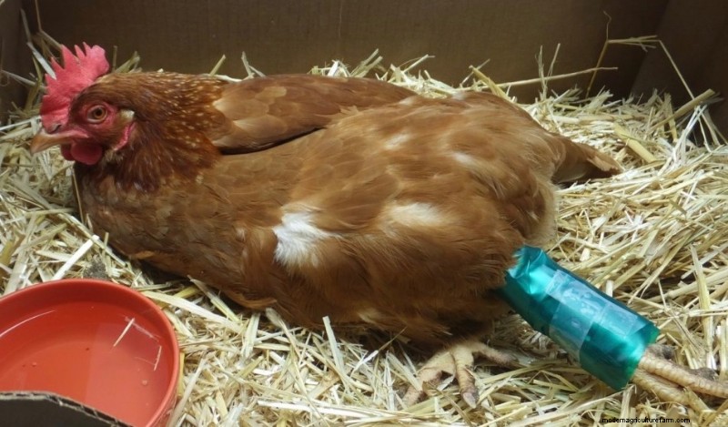 Chicken Leg Fracture: Signs, Symptoms & Treatment Guide