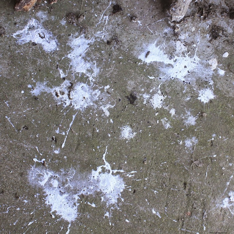 Owls and Chickens: Protecting Your Flock from Predators