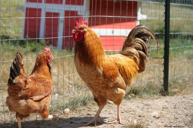 13 Stunning Yellow Chicken Breeds: A Comprehensive Guide