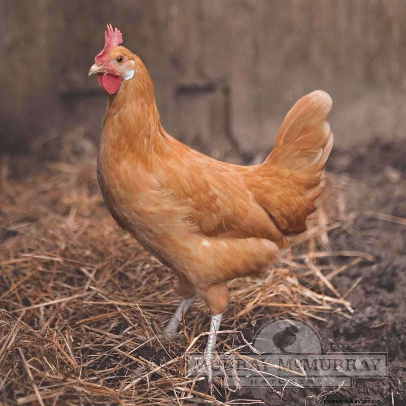 13 Stunning Yellow Chicken Breeds: A Comprehensive Guide