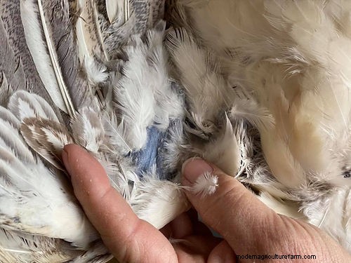 Mosaic Chickens: A Comprehensive Breed Guide for Enthusiasts