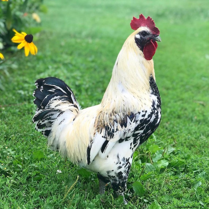 Mosaic Chickens: A Comprehensive Breed Guide for Enthusiasts