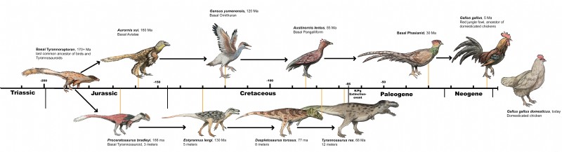 Chicken Evolution: Tracing the Origins of Your Backyard Bird