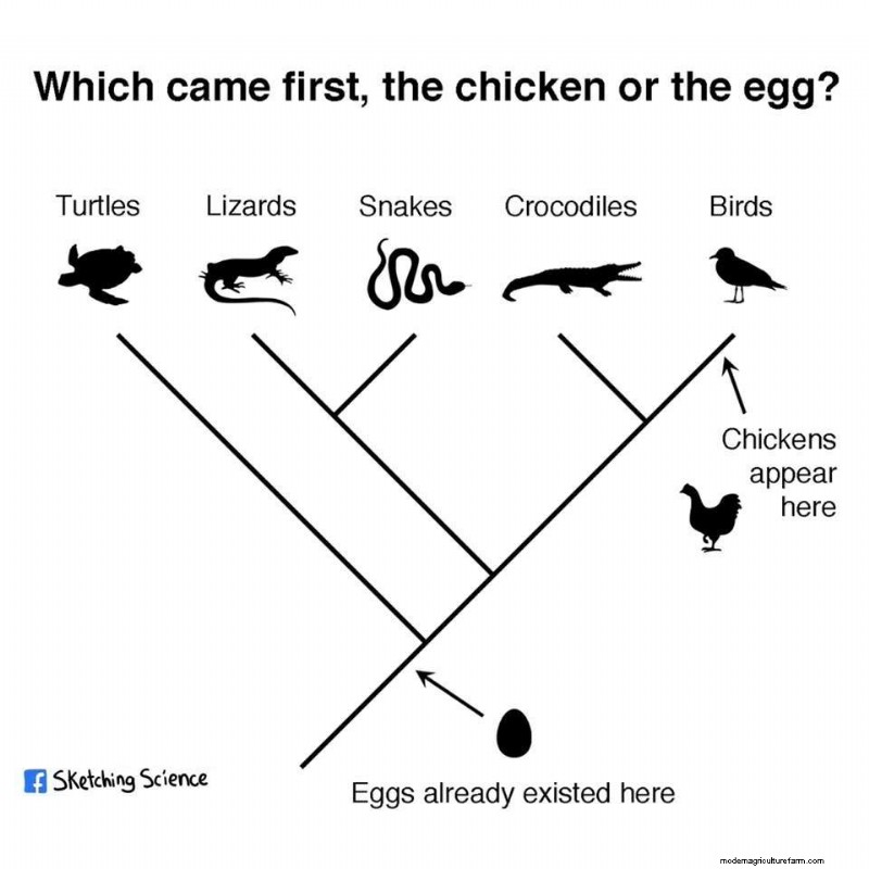 Chicken Evolution: Tracing the Origins of Your Backyard Bird