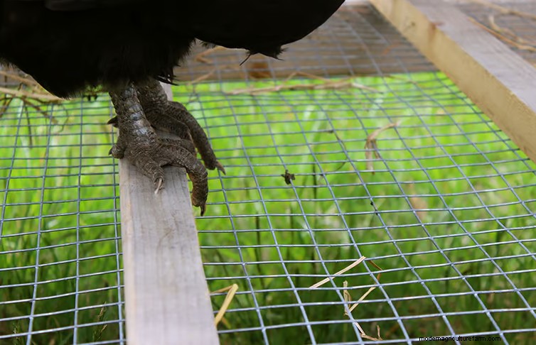 Top 7 Easy-to-Clean Chicken Coop Floor Options | Expert Guide