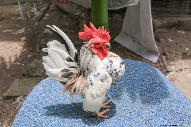 Kikiriki Chickens: A Complete Guide to This Charming Breed