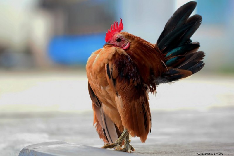 Kikiriki Chickens: A Complete Guide to This Charming Breed
