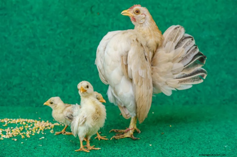 Kikiriki Chickens: A Complete Guide to This Charming Breed