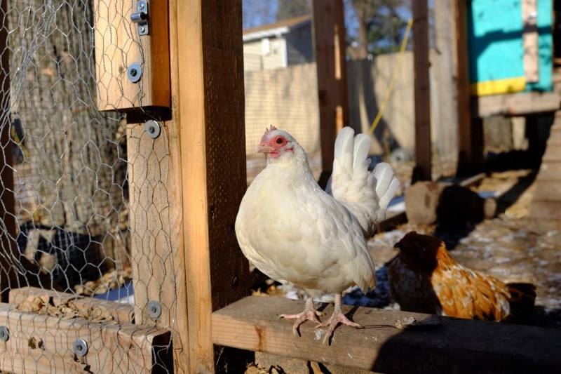Kikiriki Chickens: A Complete Guide to This Charming Breed