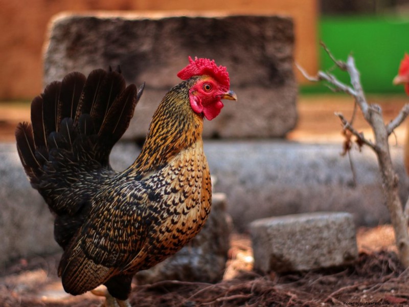 Kikiriki Chickens: A Complete Guide to This Charming Breed