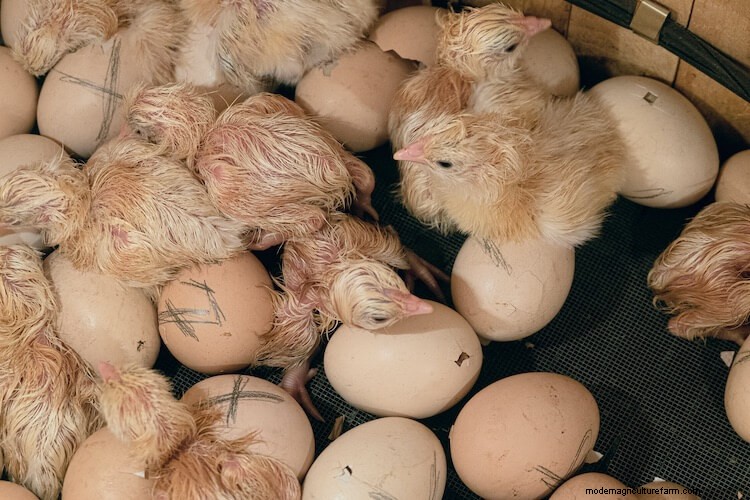 Top 13 Best Hatcheries for Fertile Eggs - Start Your Flock!