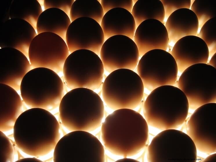 Top 13 Best Hatcheries for Fertile Eggs - Start Your Flock!