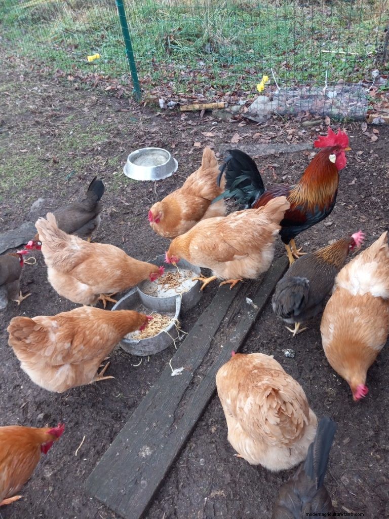 Richard s Chickens: A Passion for Poultry & Humane Care