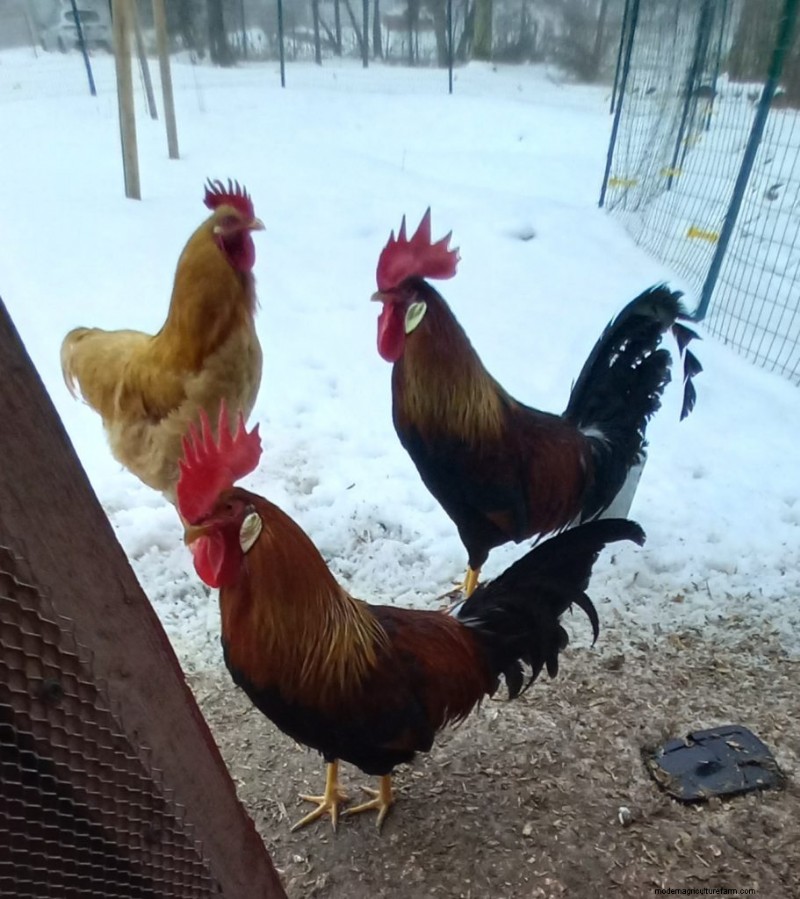 Richard s Chickens: A Passion for Poultry & Humane Care