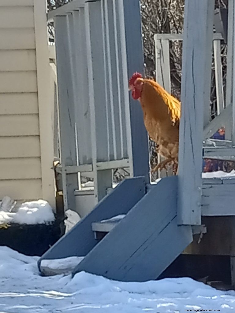 Richard s Chickens: A Passion for Poultry & Humane Care