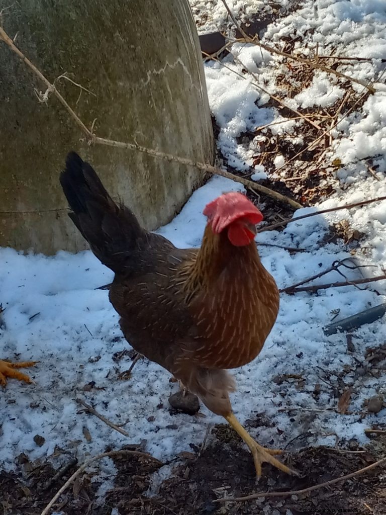 Richard s Chickens: A Passion for Poultry & Humane Care