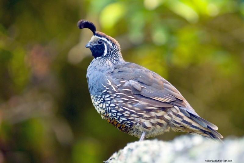 Quail Farming: A Comprehensive Guide for Beginners | Homesteading