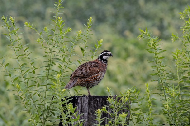 Quail Farming: A Comprehensive Guide for Beginners | Homesteading