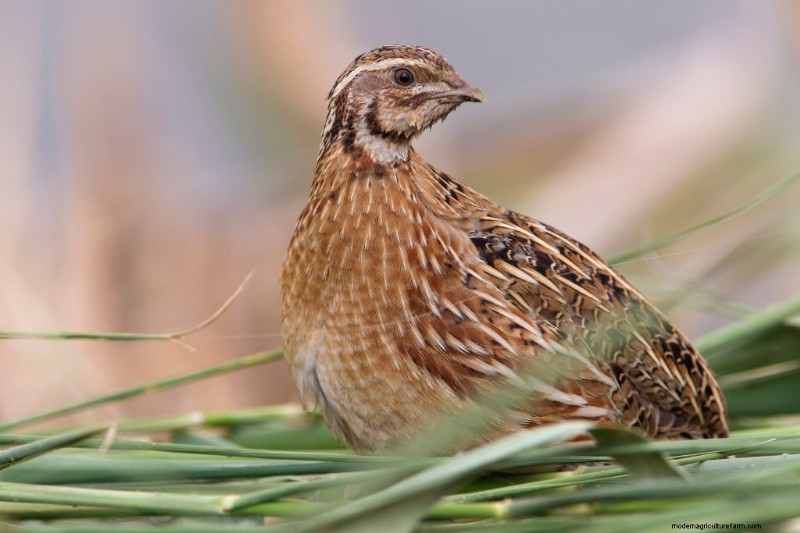 Quail Farming: A Comprehensive Guide for Beginners | Homesteading