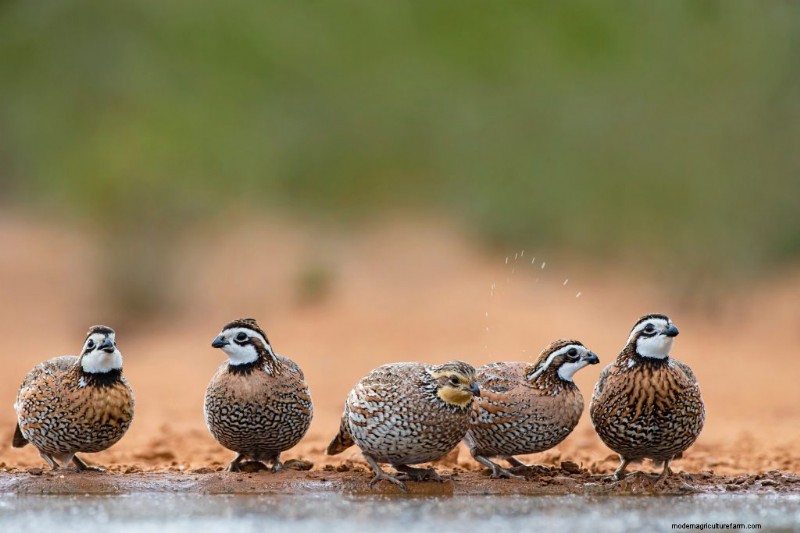 Quail Farming: A Comprehensive Guide for Beginners | Homesteading