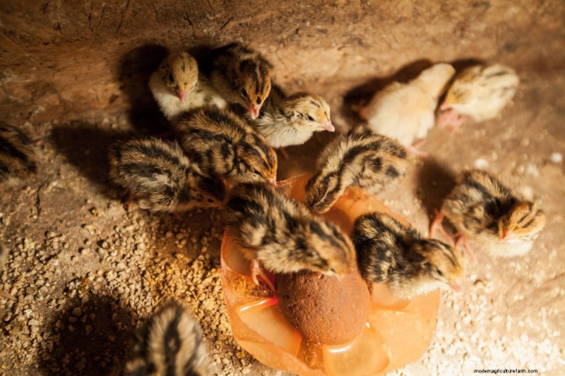Quail Farming: A Comprehensive Guide for Beginners | Homesteading