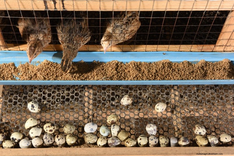Quail Farming: A Comprehensive Guide for Beginners | Homesteading