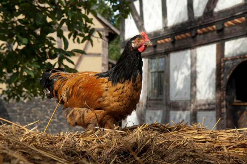 Vorwerk Chicken: History, Traits & Care - A Comprehensive Guide