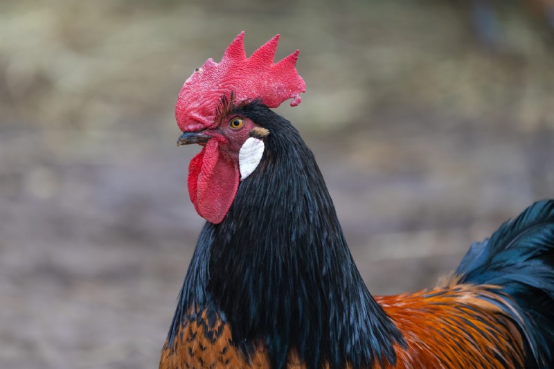 Vorwerk Chicken: History, Traits & Care - A Comprehensive Guide