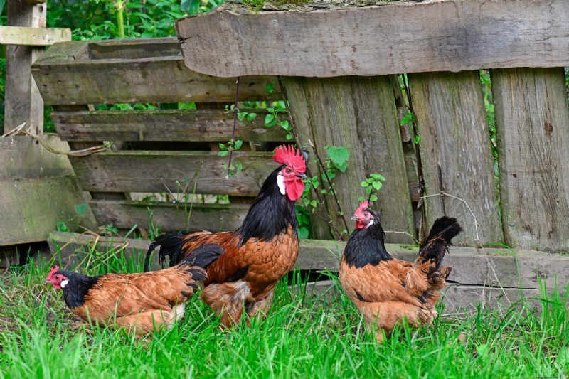 Vorwerk Chicken: History, Traits & Care - A Comprehensive Guide